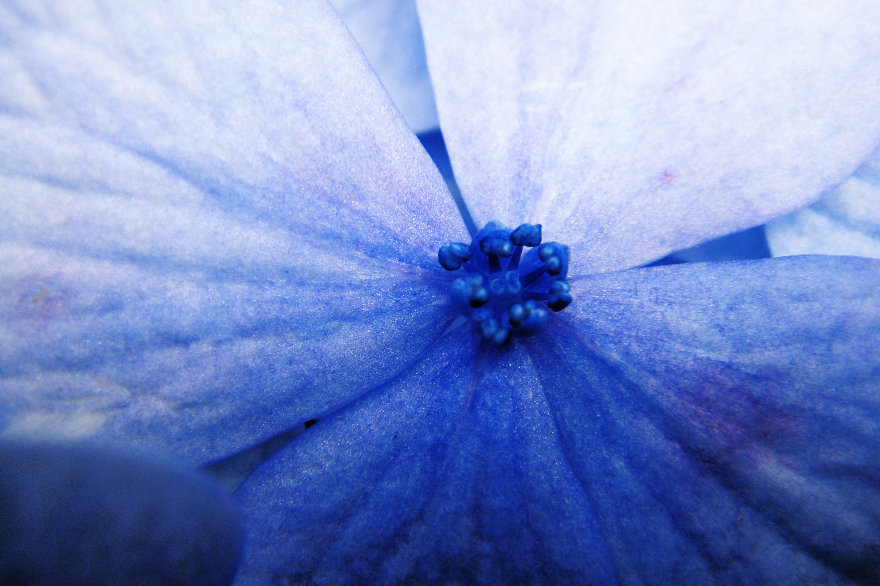 Blue flower
