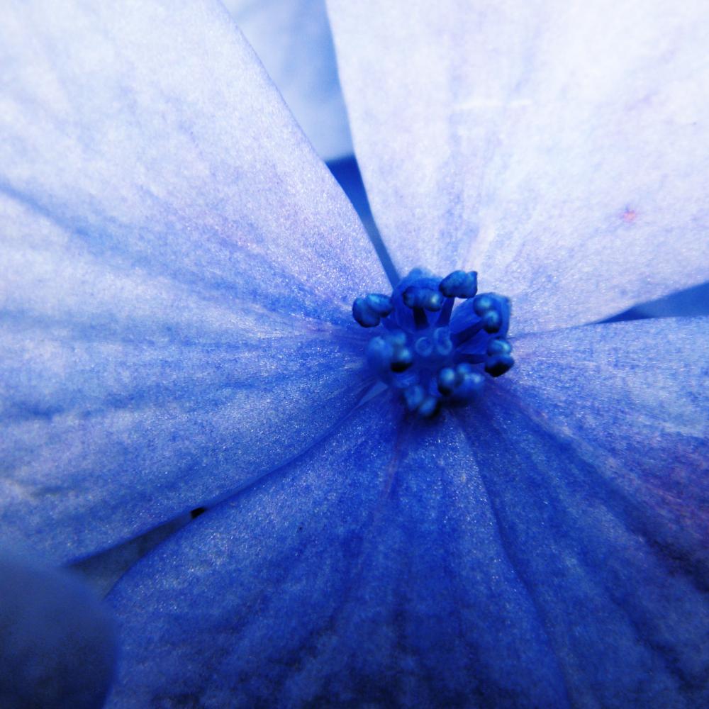 Blue flower