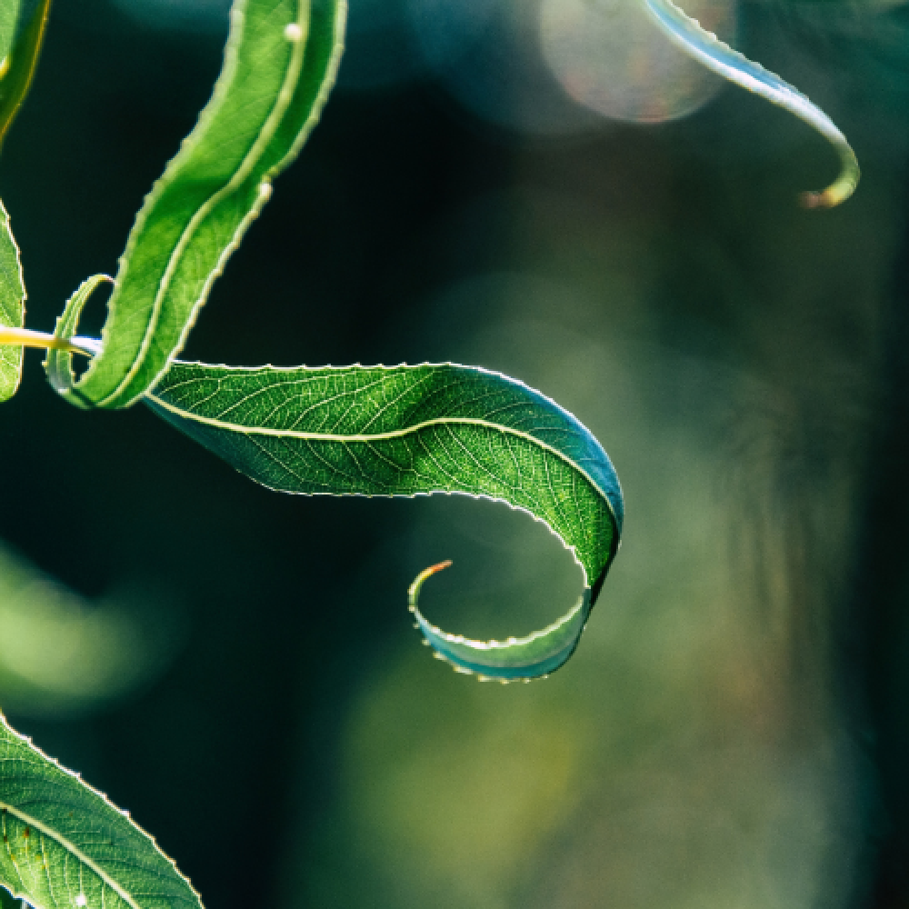 Curly Leaf